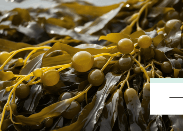kelp viriflow